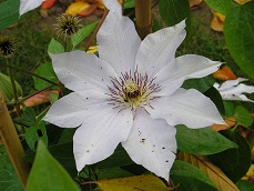 Plantes et fleurs du jardin