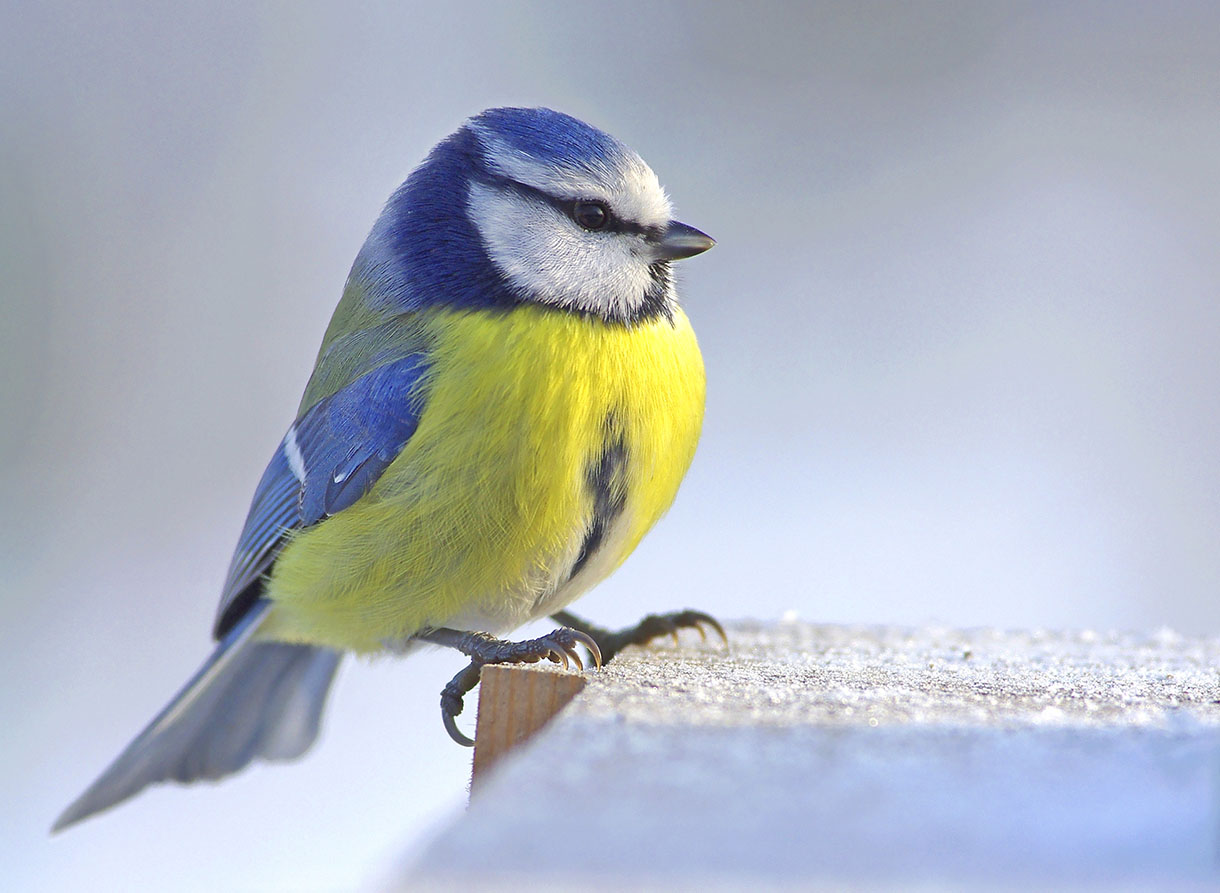 mesange bleue