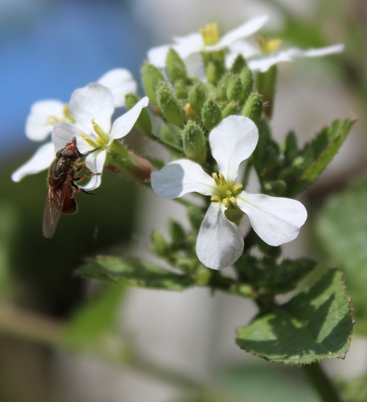 pollinisateurs