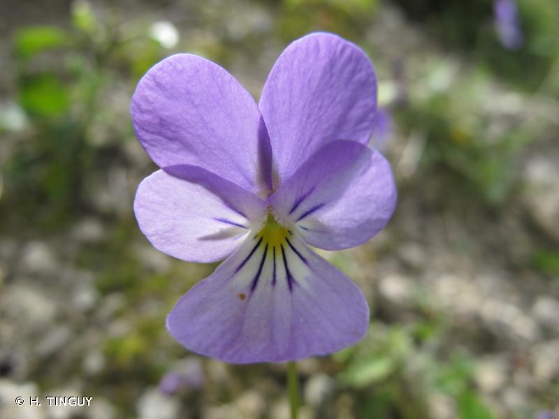 violette de Rouen